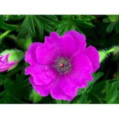 Blodrød Storkenæb 'Max Frei' Geranium Sanguineum 'Max Frei' 10 Cm. Potte -Montoz Butik mi1083 geranium sanguineum max frei bdc9