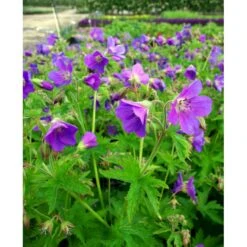 Skov Storkenæb 'Mayflower' Geranium Sylvaticum 'Mayflower' 1 Liter Potte -Montoz Butik mi1084 geranium sylvaticum mayflower a287