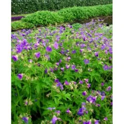 Skov Storkenæb 'Mayflower' Geranium Sylvaticum 'Mayflower' 1 Liter Potte -Montoz Butik mi1084 geranium sylvaticum mayflower e753