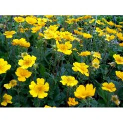 Bjerg-Nellikerod 'Diana' Geum Montanum 'Diana' 1 Liter Potte -Montoz Butik mi1087 geum montanum diana 419e