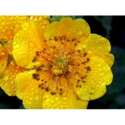 Bjerg-Nellikerod 'Diana' Geum Montanum 'Diana' 1 Liter Potte -Montoz Butik mi1087 geum montanum diana 5364