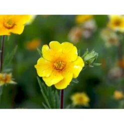 Bjerg-Nellikerod 'Diana' Geum Montanum 'Diana' 1 Liter Potte -Montoz Butik mi1087 geum montanum diana 8fe9