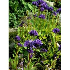 Nøgleklokke Campanula Glomerata Potte 2 Liter. -Montoz Butik mi10893 campanula glomerata 8c78