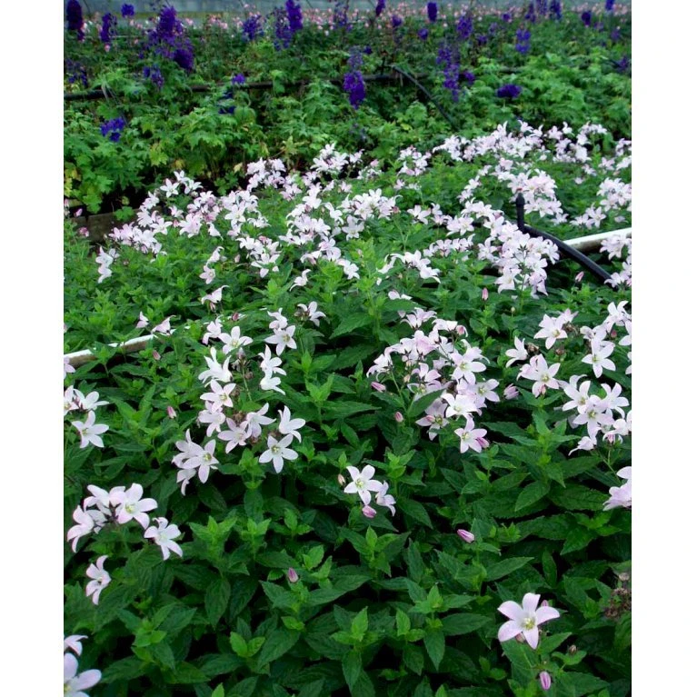 Mælkeklokke 'Loddon Anna' Campanula Lactiflora 'Loddon Anna' 1 Liter Potte 7 Mælkeklokke 'Loddon Anna' Campanula Lactiflora 'Loddon Anna' 1 Liter Potte - Billede 5
