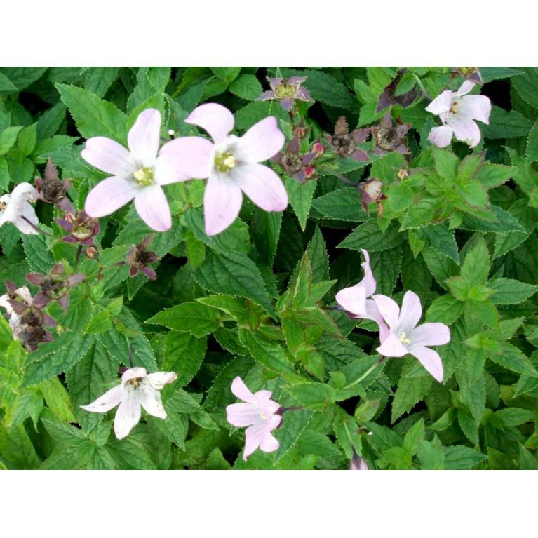 Mælkeklokke 'Loddon Anna' Campanula Lactiflora 'Loddon Anna' 1 Liter Potte 9 Mælkeklokke 'Loddon Anna' Campanula Lactiflora 'Loddon Anna' 1 Liter Potte - Billede 7