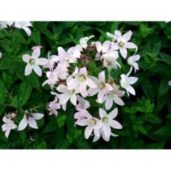 Mælkeklokke 'Loddon Anna' Campanula Lactiflora 'Loddon Anna' 1 Liter Potte 14 Mælkeklokke 'Loddon Anna' Campanula Lactiflora 'Loddon Anna' 1 Liter Potte -Montoz Butik mi10903 campanula lactiflora loddon anne c4bf