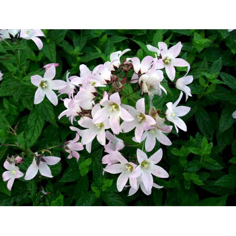 Mælkeklokke 'Loddon Anna' Campanula Lactiflora 'Loddon Anna' 1 Liter Potte 8 Mælkeklokke 'Loddon Anna' Campanula Lactiflora 'Loddon Anna' 1 Liter Potte - Billede 6