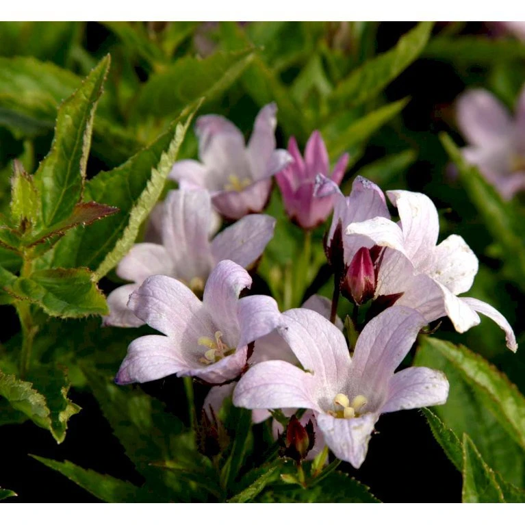 Mælkeklokke 'Loddon Anna' Campanula Lactiflora 'Loddon Anna' 1 Liter Potte 6 Mælkeklokke 'Loddon Anna' Campanula Lactiflora 'Loddon Anna' 1 Liter Potte - Billede 4