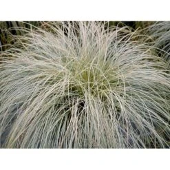 Star 'Frosted Curls' Carex Comans 'Frosted Curls' Potte 2 Liter. 7 Star 'Frosted Curls' Carex Comans 'Frosted Curls' Potte 2 Liter. -Montoz Butik mi10938 carex comans frosted curls 5017