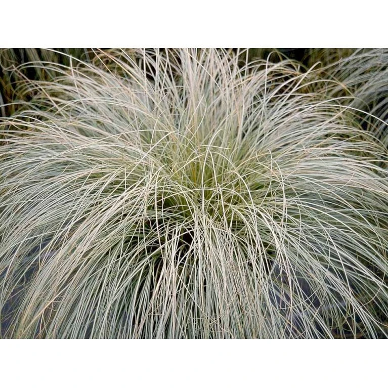 Star 'Frosted Curls' Carex Comans 'Frosted Curls' Potte 2 Liter. 5 Star 'Frosted Curls' Carex Comans 'Frosted Curls' Potte 2 Liter. - Billede 3