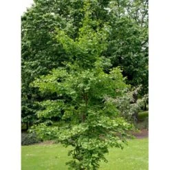Tempeltræ Ginkgo Biloba Potte 7,5 Liter 175-200 Cm. -Montoz Butik mi1094 ginkgo biloba 2908