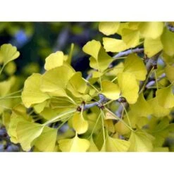 Tempeltræ Ginkgo Biloba Potte 7,5 Liter 175-200 Cm. -Montoz Butik mi1094 ginkgo biloba 5120