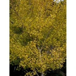 Tempeltræ Ginkgo Biloba Potte 7,5 Liter 175-200 Cm. -Montoz Butik mi1094 ginkgo biloba 819f