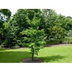 Tempeltræ Ginkgo Biloba Potte 7,5 Liter 175-200 Cm. -Montoz Butik mi1094 ginkgo biloba af66