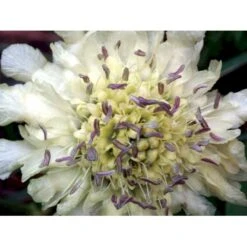 Skælhoved Cephalaria Gigantea (tatarica) Potte 2 Liter. -Montoz Butik mi10995 cephalaria gigantea 27f8