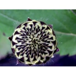 Skælhoved Cephalaria Gigantea (tatarica) Potte 2 Liter. -Montoz Butik mi10995 cephalaria gigantea 4c05