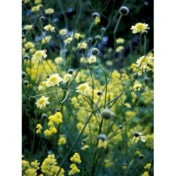 Skælhoved Cephalaria Gigantea (tatarica) Potte 2 Liter. -Montoz Butik mi10995 cephalaria gigantea b2f9