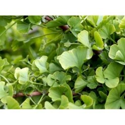 Kugle-Tempeltræ 'Mariken' Ginkgo Biloba 'Mariken' Opstammet 60 Cm. 7,5 Liter Potte 12 Kugle-Tempeltræ 'Mariken' Ginkgo Biloba 'Mariken' Opstammet 60 Cm. 7,5 Liter Potte -Montoz Butik mi1109 ginkgo biloba mariken 366f