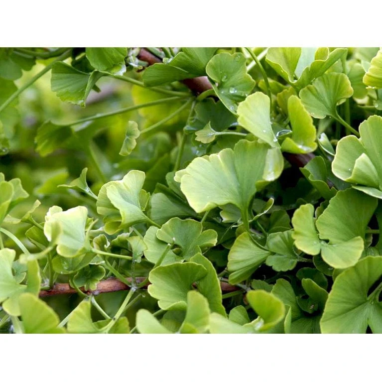 Kugle-Tempeltræ 'Mariken' Ginkgo Biloba 'Mariken' Opstammet 60 Cm. 7,5 Liter Potte 7 Kugle-Tempeltræ 'Mariken' Ginkgo Biloba 'Mariken' Opstammet 60 Cm. 7,5 Liter Potte - Billede 5