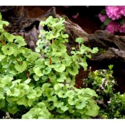 Kugle-Tempeltræ 'Mariken' Ginkgo Biloba 'Mariken' Opstammet 60 Cm. 7,5 Liter Potte 13 Kugle-Tempeltræ 'Mariken' Ginkgo Biloba 'Mariken' Opstammet 60 Cm. 7,5 Liter Potte -Montoz Butik mi1109 ginkgo biloba mariken 99fb