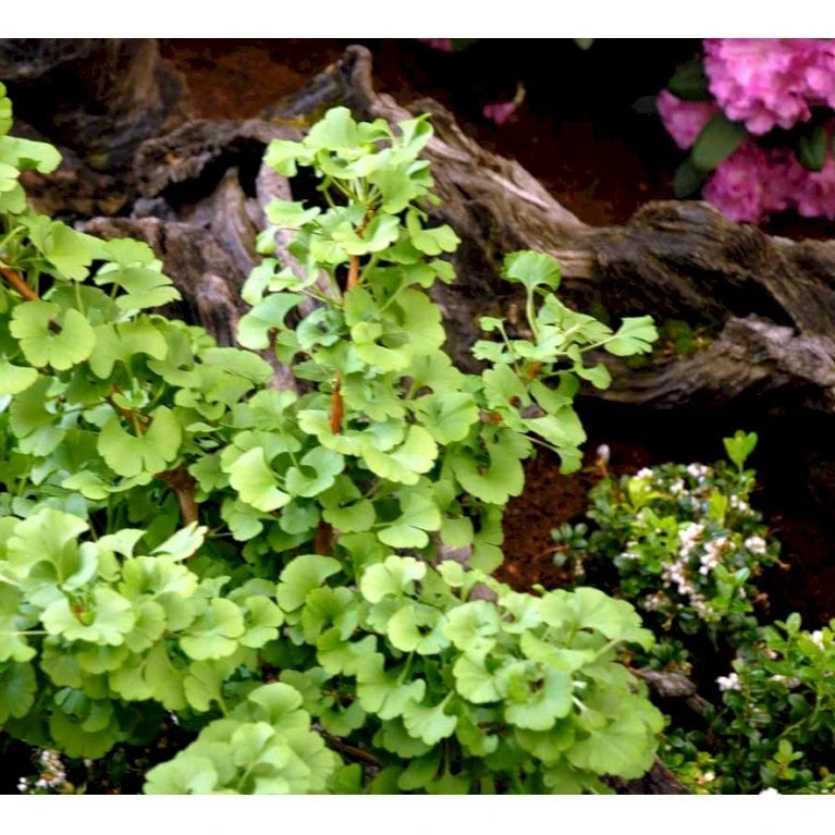 Kugle-Tempeltræ 'Mariken' Ginkgo Biloba 'Mariken' Opstammet 60 Cm. 7,5 Liter Potte 8 Kugle-Tempeltræ 'Mariken' Ginkgo Biloba 'Mariken' Opstammet 60 Cm. 7,5 Liter Potte - Billede 6