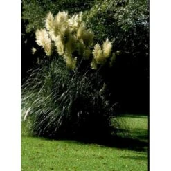 Pampasgræs Cortaderia Selloana 5 Liter Potte -Montoz Butik mi11123 cortaderia selloana d9ae