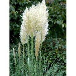 Pampasgræs Cortaderia Selloana 5 Liter Potte -Montoz Butik mi11123 cortaderia selloana e346