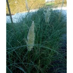 Lav Pampasgræs 'Pumila' Cortaderia Sellona 'Pumila' Potte 2 Liter. -Montoz Butik mi11127 cortaderia selloana pumila 5f25