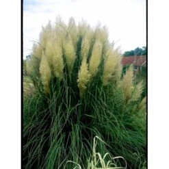 Lav Pampasgræs 'Pumila' Cortaderia Sellona 'Pumila' Potte 2 Liter. -Montoz Butik mi11127 cortaderia selloana pumila 9b8e
