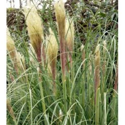 Lav Pampasgræs 'Pumila' Cortaderia Sellona 'Pumila' Potte 2 Liter. -Montoz Butik mi11127 cortaderia selloana pumila eb38