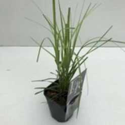 Pampasgræs 'Rosea' Cortaderia Selloana 'Rosea' Potte 2 Liter. 9 Pampasgræs 'Rosea' Cortaderia Selloana 'Rosea' Potte 2 Liter. -Montoz Butik mi11128 cortaderia selloana rosea a09a