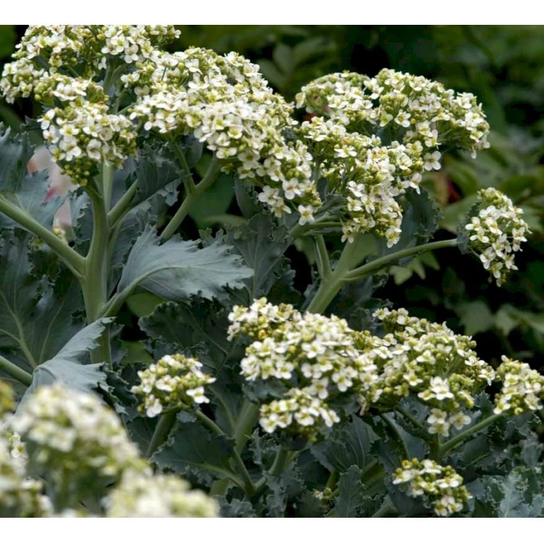 Almindelig Strandkål Crambe Maritima 2 Liter Potte 7 Almindelig Strandkål Crambe Maritima 2 Liter Potte - Billede 5