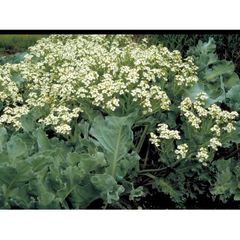 Almindelig Strandkål Crambe Maritima 2 Liter Potte 8 Almindelig Strandkål Crambe Maritima 2 Liter Potte - Billede 6