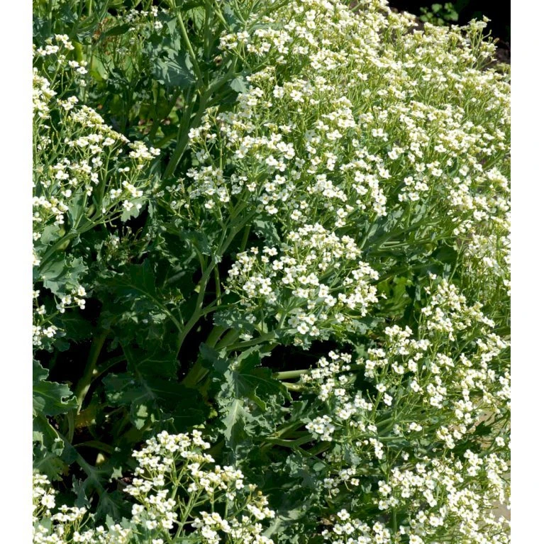 Almindelig Strandkål Crambe Maritima 2 Liter Potte 6 Almindelig Strandkål Crambe Maritima 2 Liter Potte - Billede 4