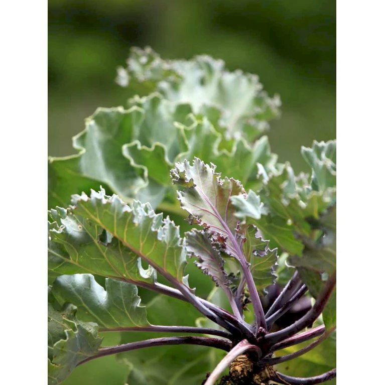 Almindelig Strandkål Crambe Maritima 2 Liter Potte 5 Almindelig Strandkål Crambe Maritima 2 Liter Potte - Billede 3