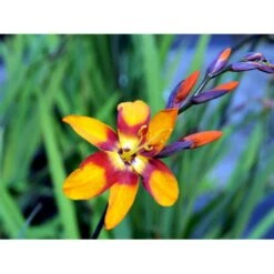 Montbretia 'Emily Mckenzie' Crocosmia Hybrid 'Emily Mckenzie' 1 Liter Potte 7 Montbretia 'Emily Mckenzie' Crocosmia Hybrid 'Emily Mckenzie' 1 Liter Potte -Montoz Butik mi11174 crocosmia emily mckenzie 5ac1