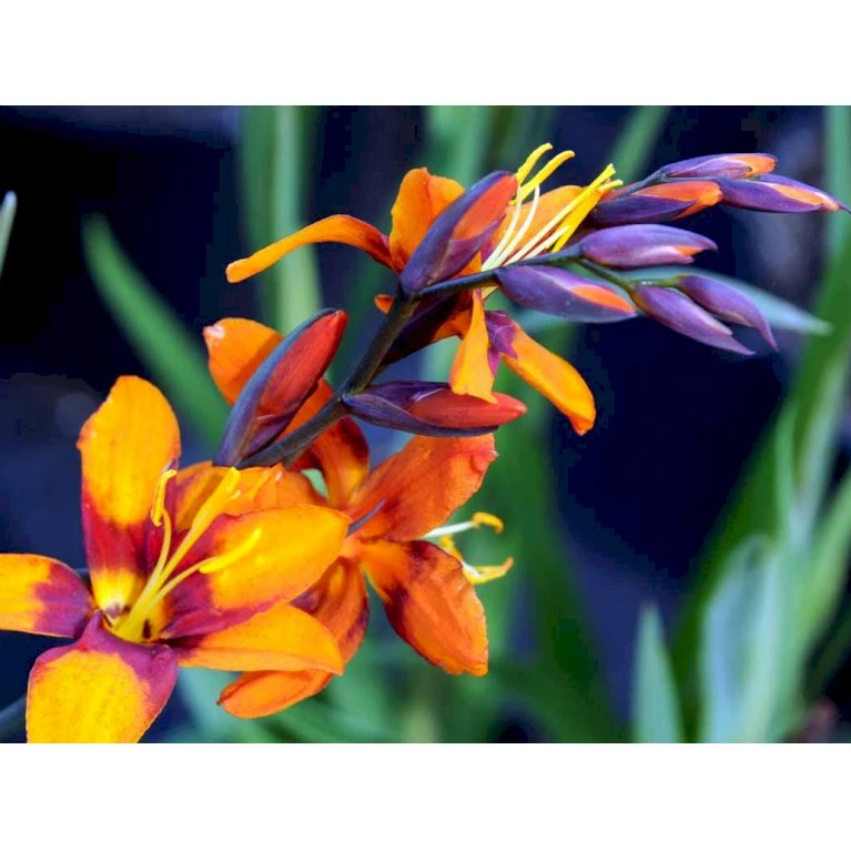 Montbretia 'Emily Mckenzie' Crocosmia Hybrid 'Emily Mckenzie' 1 Liter Potte 3 Montbretia 'Emily Mckenzie' Crocosmia Hybrid 'Emily Mckenzie' 1 Liter Potte