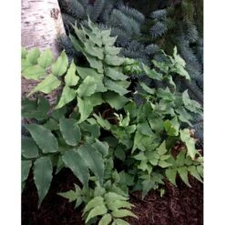 Cyrtomium Fortunei 'Clivicola' Mahognibregne 1 Liter Potte -Montoz Butik mi11202 cyrtomium fortunei var clivicola e76b