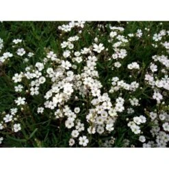 Stenhøjsbrudeslør Gypsophila Repens 10 Cm. Potte -Montoz Butik mi1122 gypsophila repens a8ea