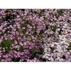 Stenhøjsbrudeslør Gypsophila Repens 'Rosea' 10 Cm. Potte -Montoz Butik mi1130 gypsophila repens rosea b646