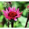 Purpursolhat Echinacea Pur. 'Fatal Attraction'® 1 Liter Potte -Montoz Butik mi11405 echinacea fatal attraction r 066e