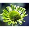 Purpursolhat Echinacea Pur. 'Green Jewel'® 1 Liter Potte 2 Purpursolhat Echinacea Pur. 'Green Jewel'® 1 Liter Potte -Montoz Butik mi11407 echinacea green juwel r 4201