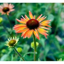 Solhat 'Hot Summer' Echinacea Hybrid 'Hot Summer' 1 Liter Potte -Montoz Butik mi11411 echinacea hot summer r 606e