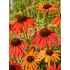 Solhat 'Hot Summer' Echinacea Hybrid 'Hot Summer' 1 Liter Potte -Montoz Butik mi11411 echinacea hot summer r 779b