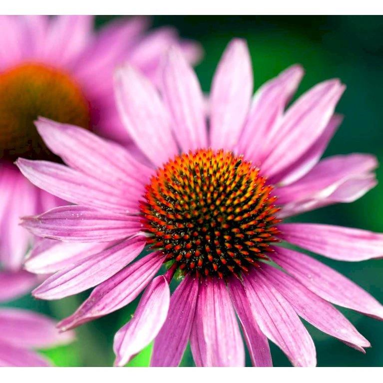 Solhat 'Little Magnus' Echinacea Hybrid 'Little Magnus' 1 Liter Potte 3 Solhat 'Little Magnus' Echinacea Hybrid 'Little Magnus' 1 Liter Potte