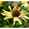 Solhat 'Sunrise' Echinacea Hybrid 'Sunrise' 1 Liter Potte 1 Solhat 'Sunrise' Echinacea Hybrid 'Sunrise' 1 Liter Potte -Montoz Butik mi11426 echinacea sunrise r 3eed