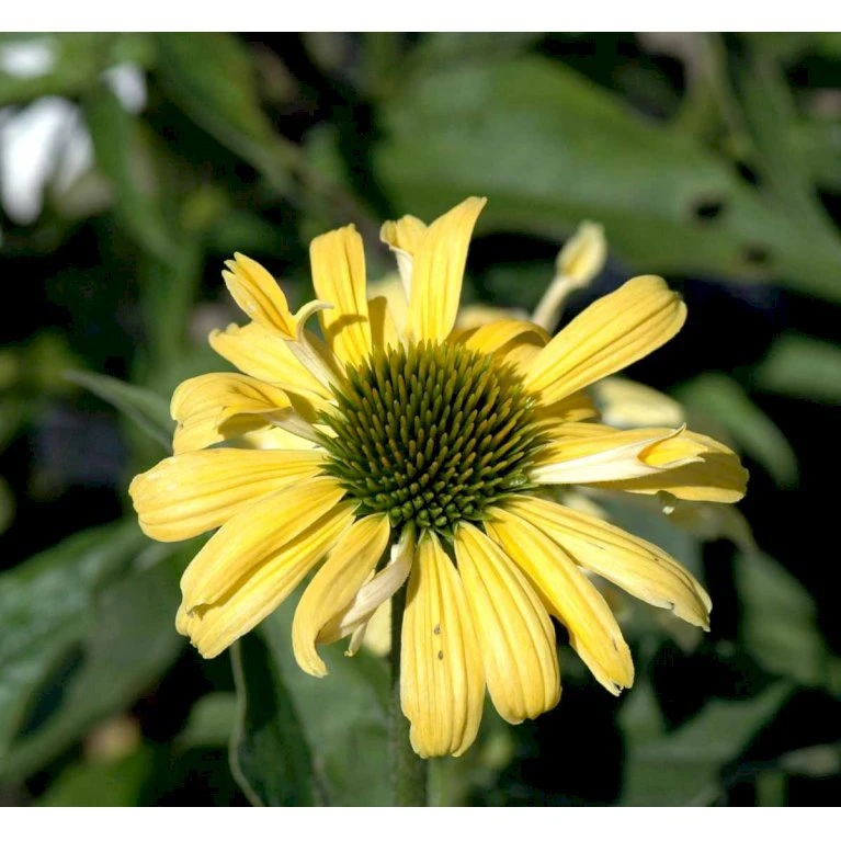 Solhat 'Sunrise' Echinacea Hybrid 'Sunrise' 1 Liter Potte 5 Solhat 'Sunrise' Echinacea Hybrid 'Sunrise' 1 Liter Potte - Billede 3