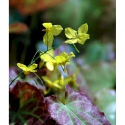 Bispehue 'Frohenleiten' Epimedium Perralchicum 'Frohenleiten' 10 Cm. Potte -Montoz Butik mi11441 epimedium perralchicum frohnleiten 1cad