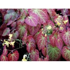 Bispehue 'Frohenleiten' Epimedium Perralchicum 'Frohenleiten' 10 Cm. Potte -Montoz Butik mi11441 epimedium perralchicum frohnleiten 7100