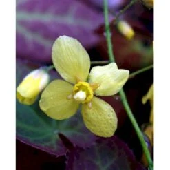 Bispehue 'Frohenleiten' Epimedium Perralchicum 'Frohenleiten' 10 Cm. Potte -Montoz Butik mi11441 epimedium perralchicum frohnleiten 8a4f